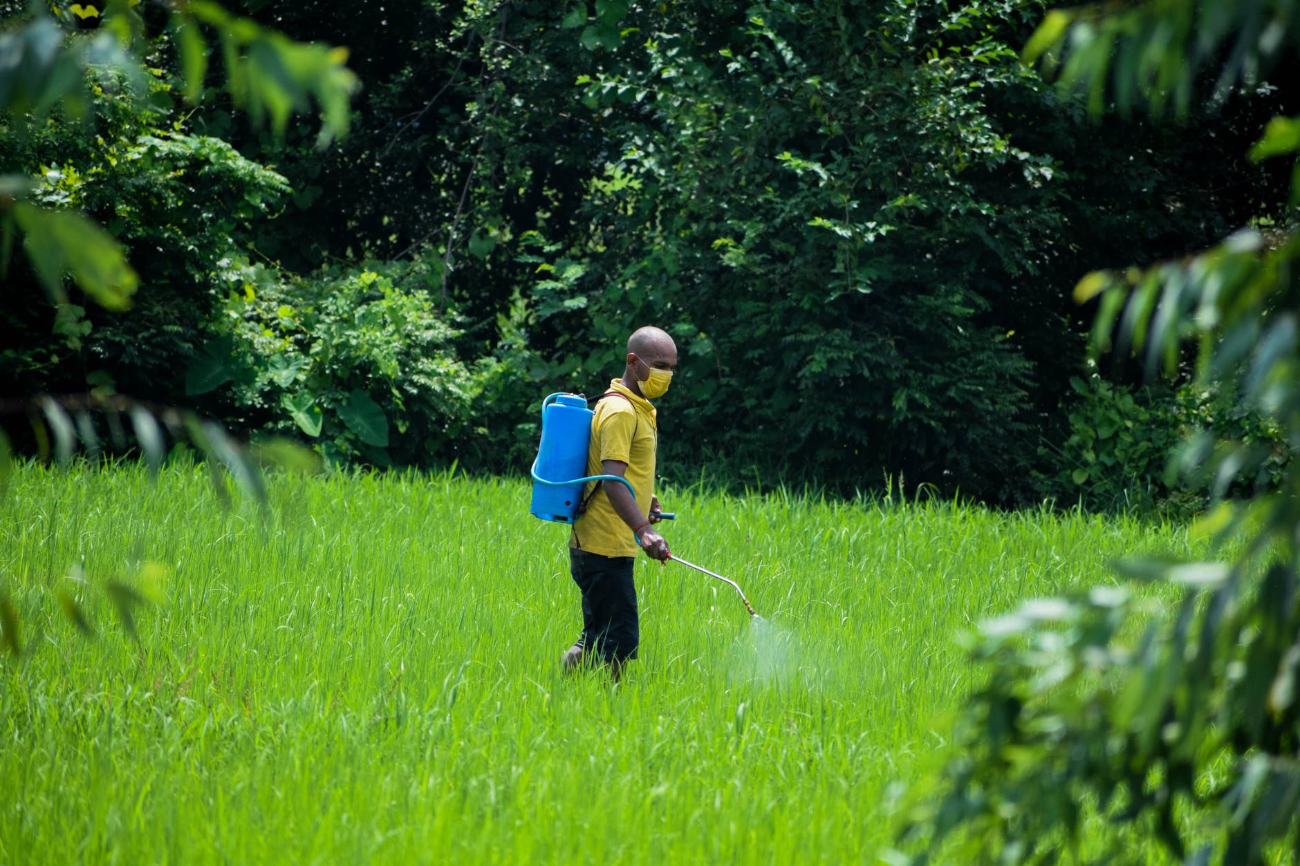 a bald man spraying pesticide on paddy field